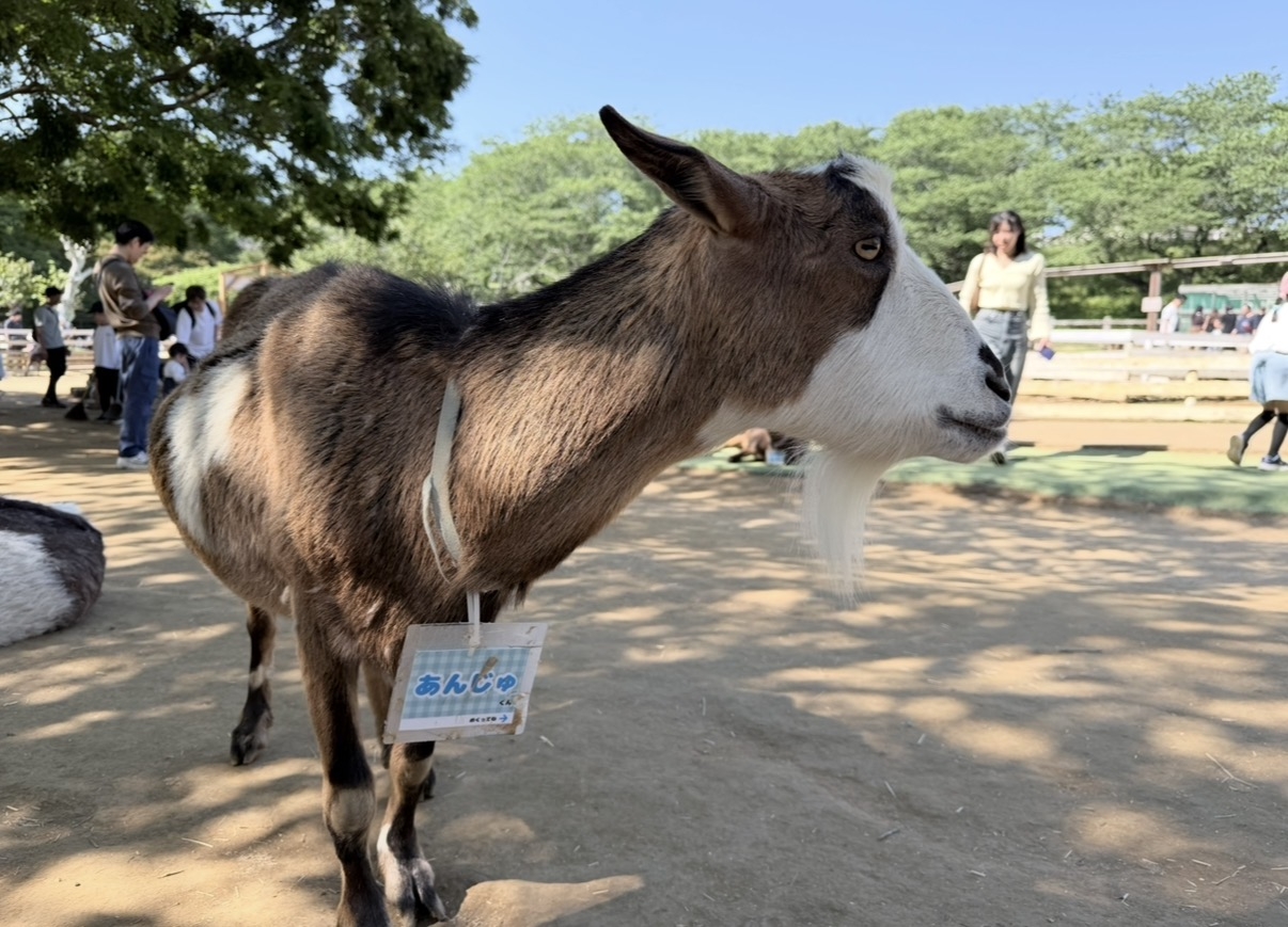 【東陽町】成田ゆめ牧場に行ってきました♪湿気対策にもおすすめな縮毛矯正