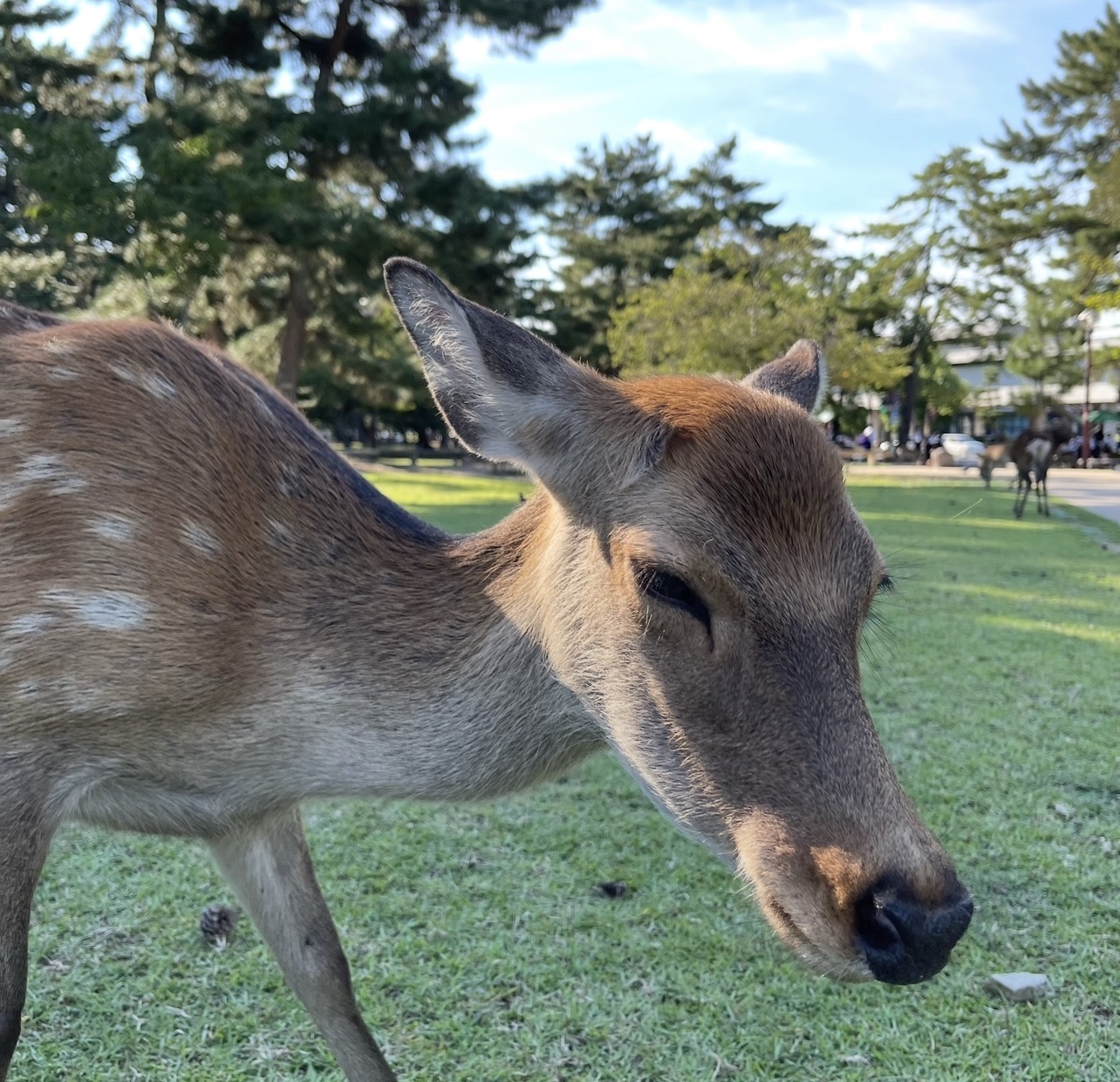 奈良公園