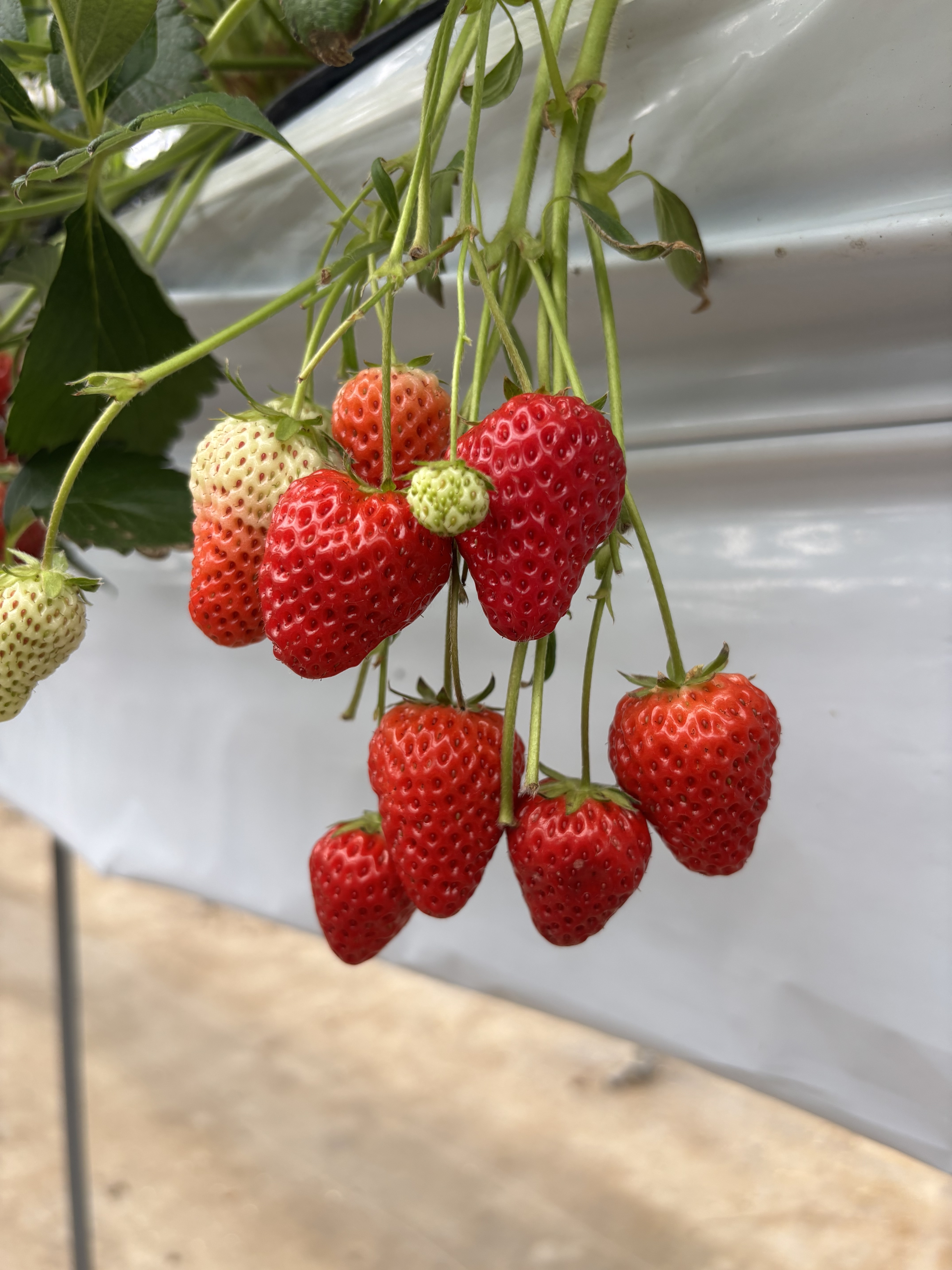 いちご狩りで感じた"ツヤ髪"の大切さとは？