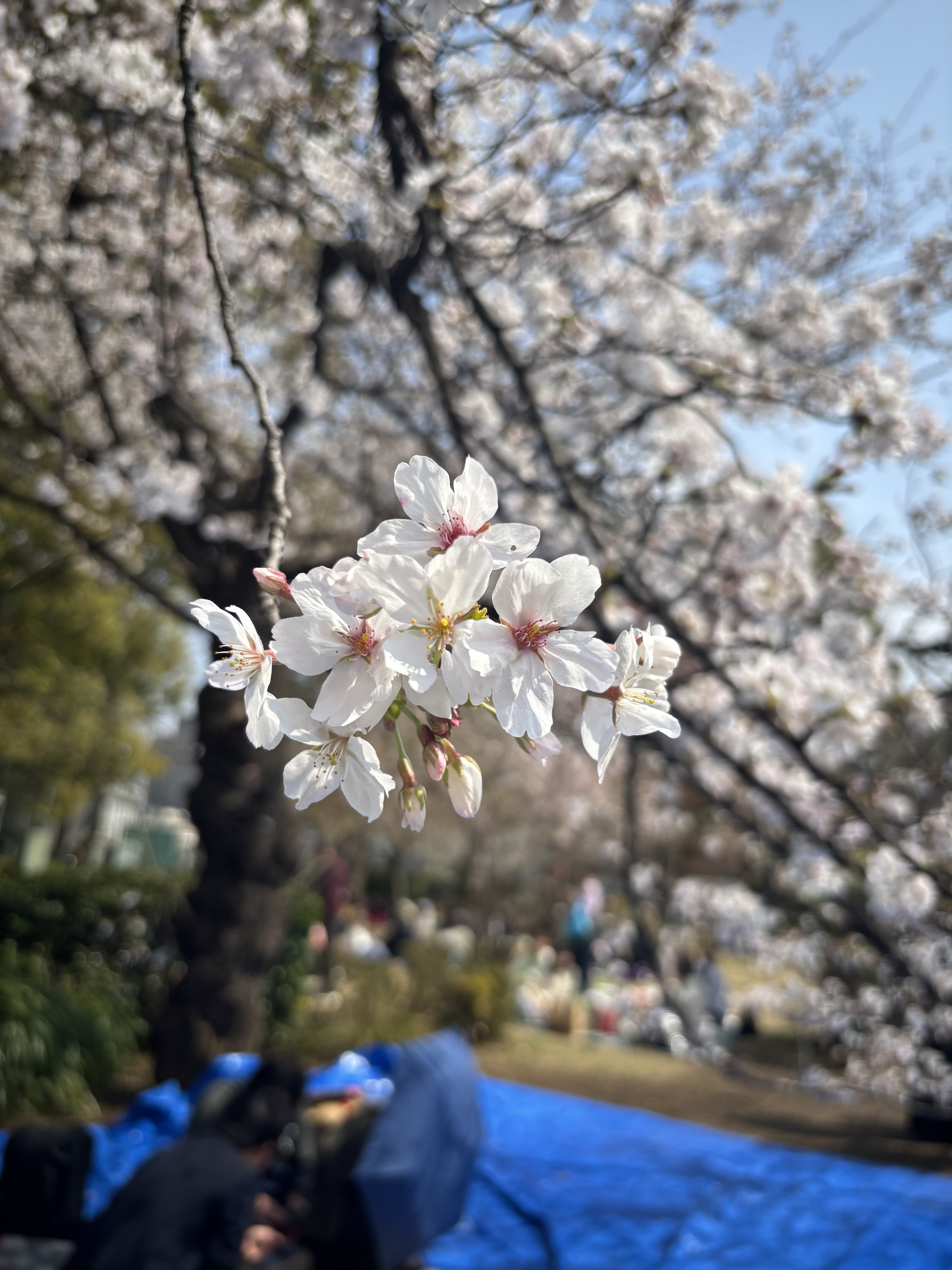 上野公園でお花見をしてきました！！！
