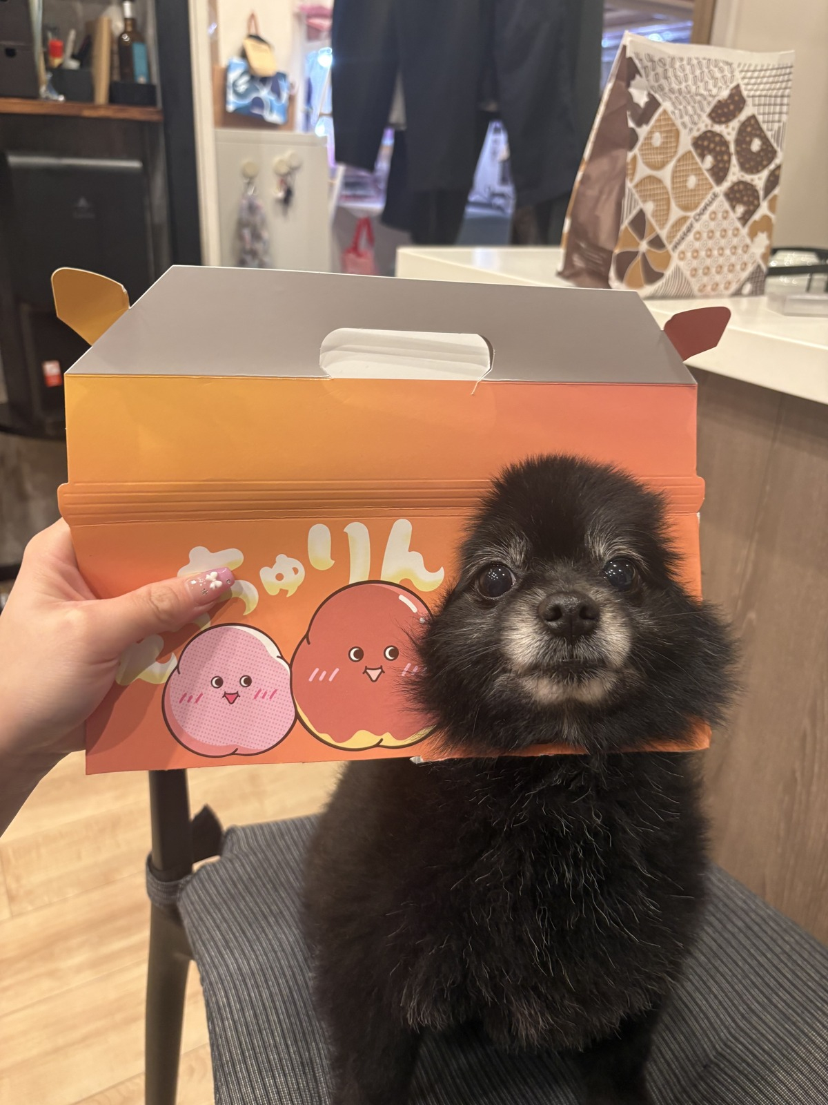 実家の愛犬くまちゃんに癒されました