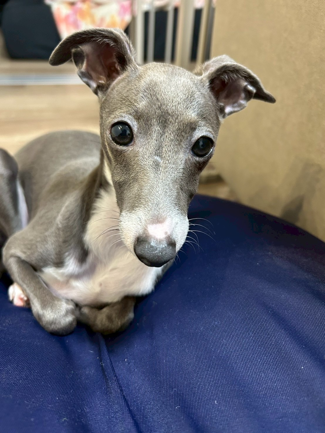 愛犬ノアちゃんに癒されました