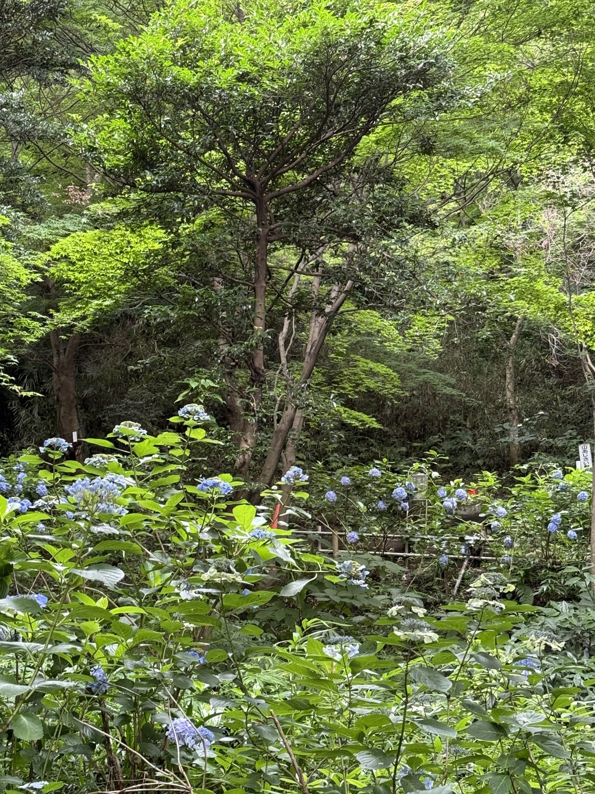 紫陽花を見に行ってきました